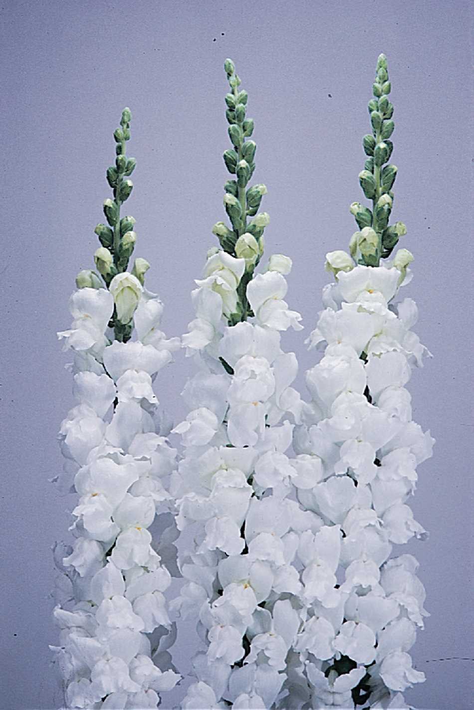 BOCCA DI LEONE / ANTIRRHINUM F1 POTOMAC BIANCO NR.1000 SEMI - Foto 2